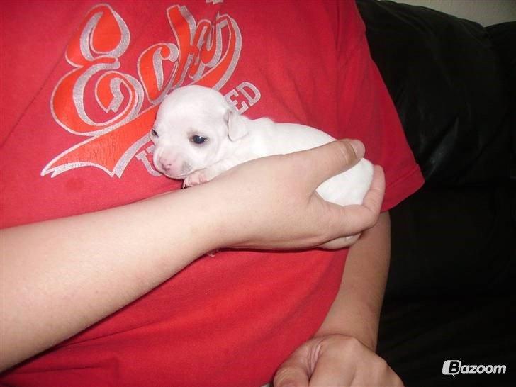 Chihuahua Beautyful Princess Donna billede 9