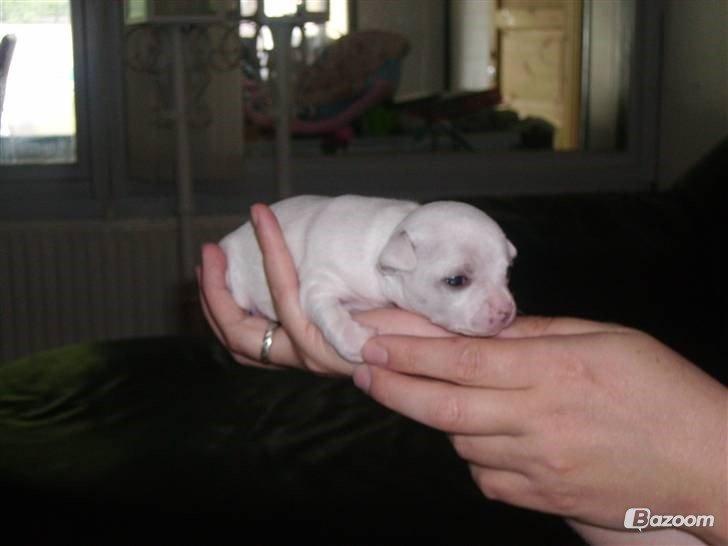 Chihuahua Beautyful Princess Donna billede 10