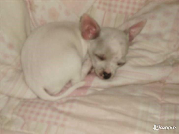 Chihuahua Beautyful Princess Donna billede 11