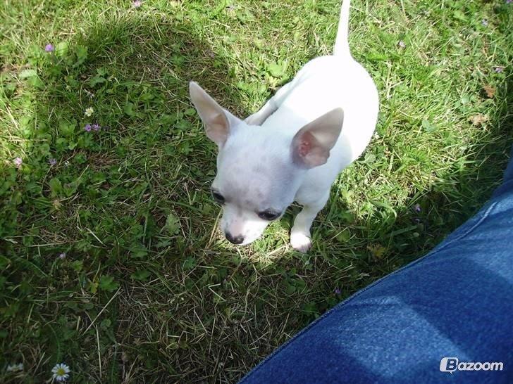 Chihuahua Beautyful Princess Donna billede 12