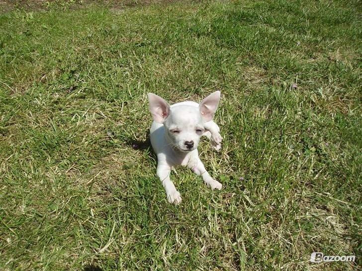 Chihuahua Beautyful Princess Donna billede 13