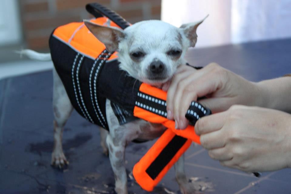 Chihuahua Beautyful Princess Donna billede 3