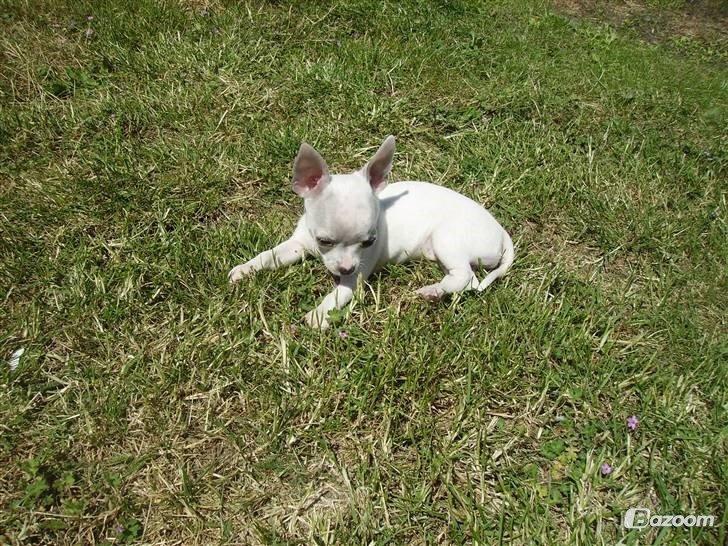 Chihuahua Beautyful Princess Donna billede 14