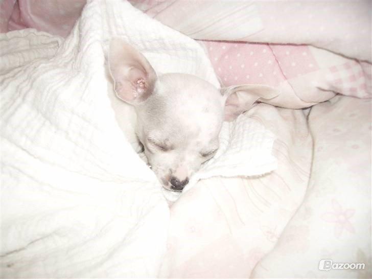 Chihuahua Beautyful Princess Donna billede 16