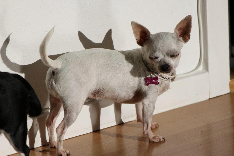 Chihuahua Beautyful Princess Donna billede 17