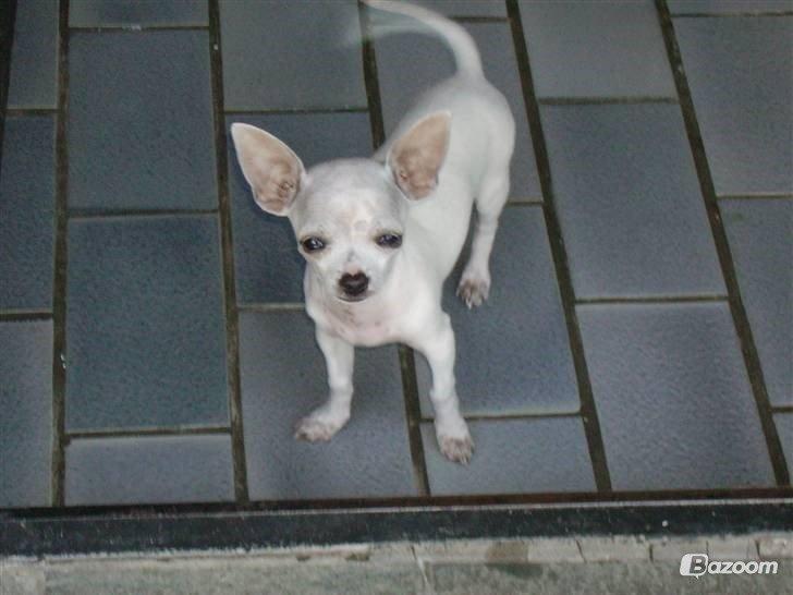 Chihuahua Beautyful Princess Donna billede 18