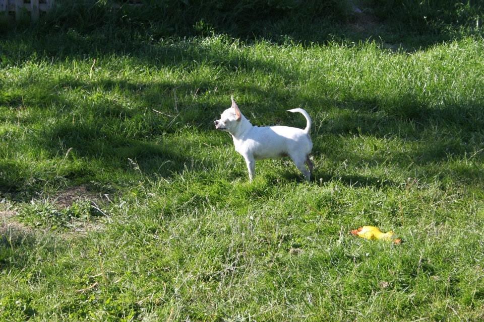 Chihuahua Beautyful Princess Donna billede 20