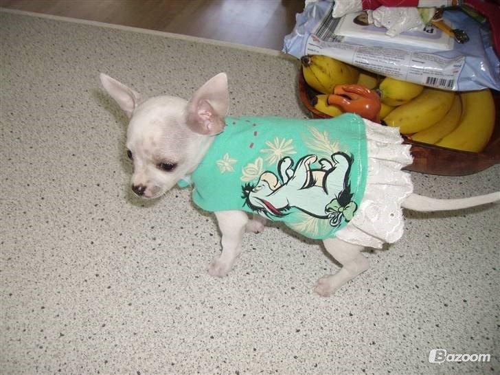 Chihuahua Beautyful Princess Donna billede 15