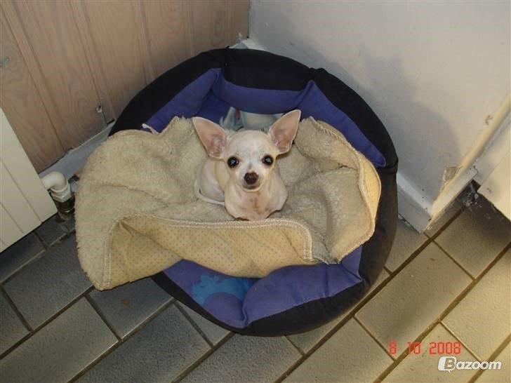 Chihuahua Beautyful Princess Donna billede 22