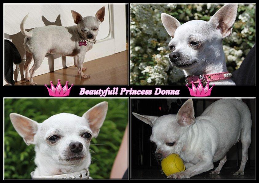 Chihuahua Beautyful Princess Donna billede 1