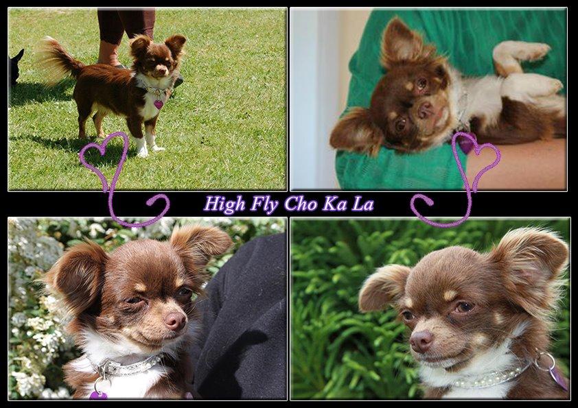 Chihuahua High Fly Cho Ka La billede 1