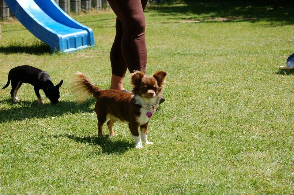 Chihuahua High Fly Cho Ka La billede 2