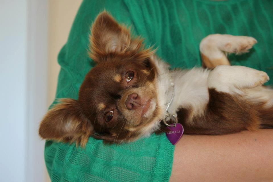 Chihuahua High Fly Cho Ka La billede 3