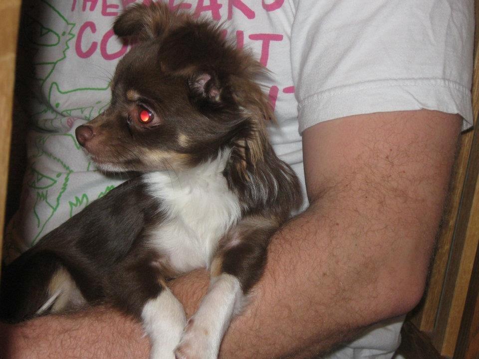 Chihuahua High Fly Cho Ka La billede 5