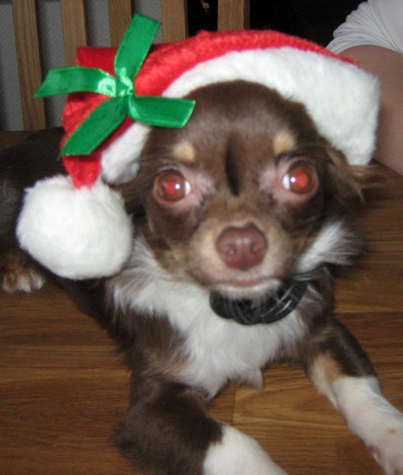 Chihuahua High Fly Cho Ka La billede 6