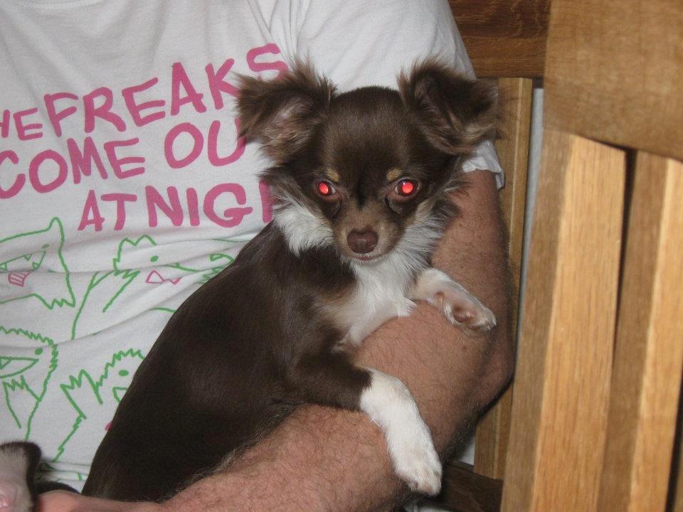 Chihuahua High Fly Cho Ka La billede 8