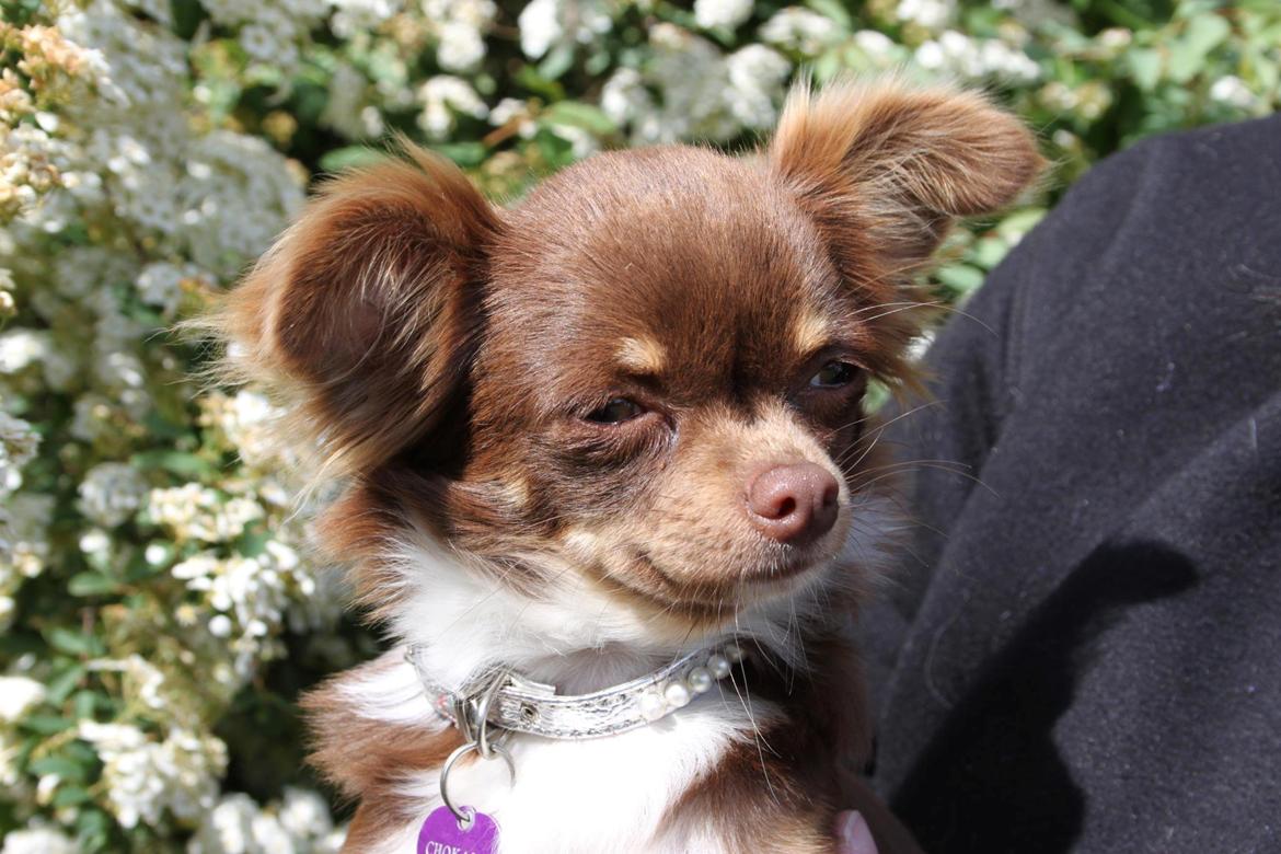 Chihuahua High Fly Cho Ka La billede 9