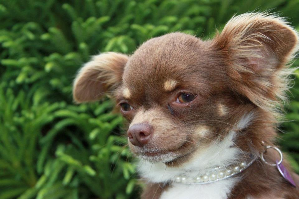 Chihuahua High Fly Cho Ka La billede 10