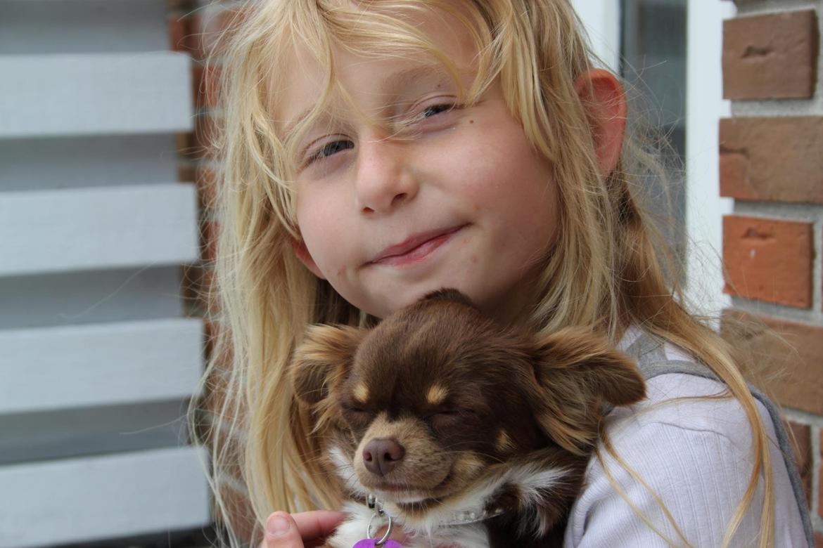 Chihuahua High Fly Cho Ka La billede 11