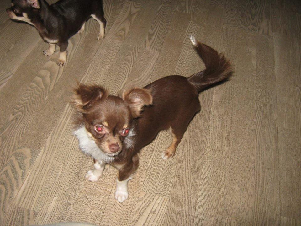 Chihuahua High Fly Cho Ka La billede 12