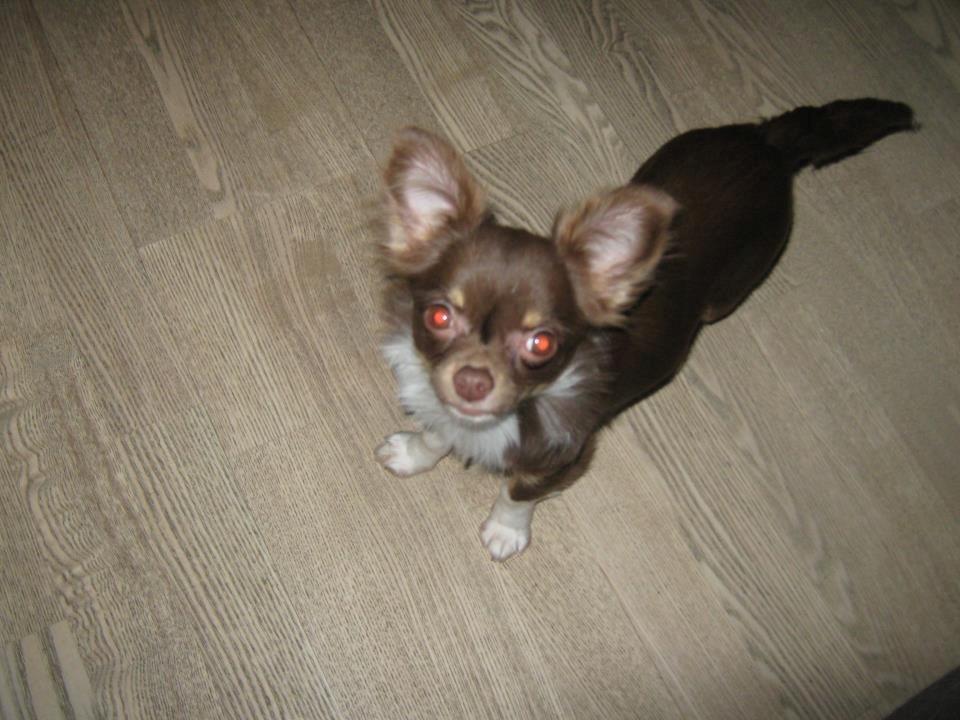 Chihuahua High Fly Cho Ka La billede 4