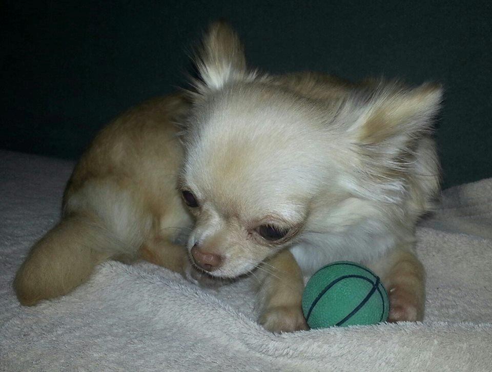 Chihuahua Simbassen billede 1