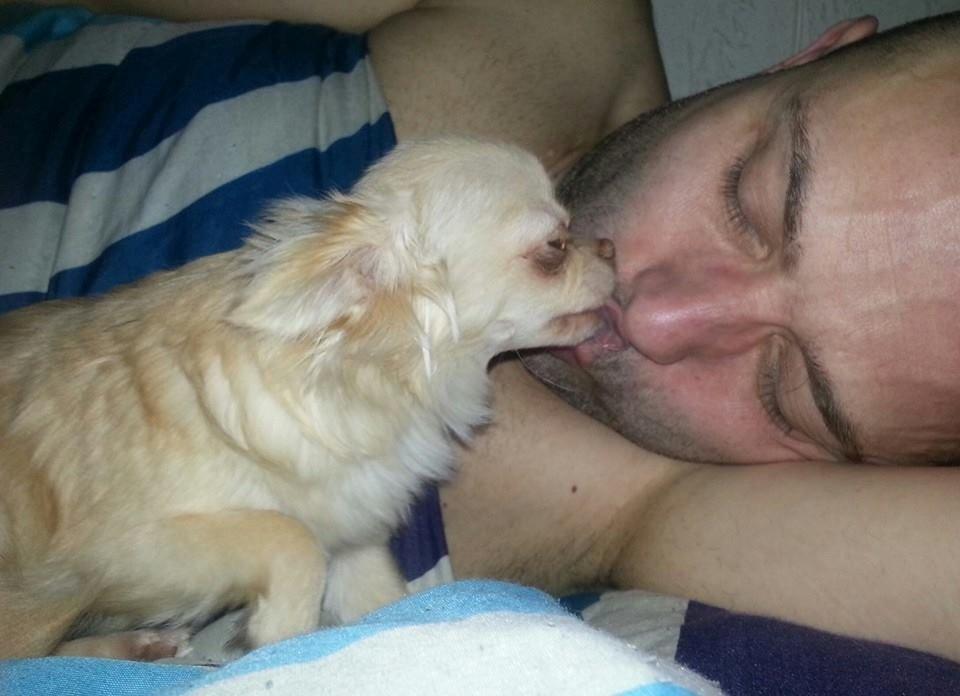 Chihuahua Simbassen billede 3