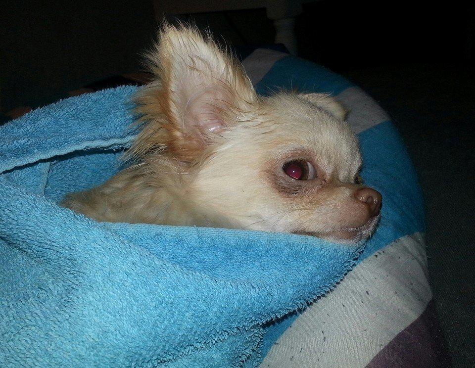 Chihuahua Simbassen billede 2