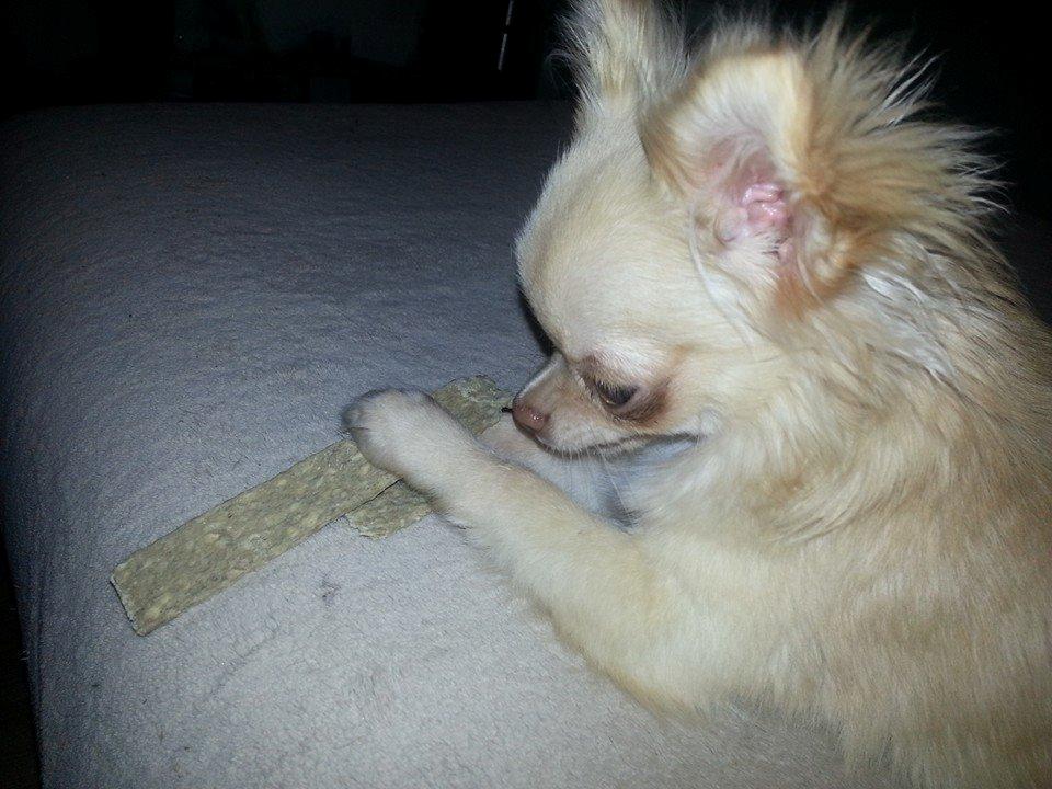 Chihuahua Simbassen billede 5