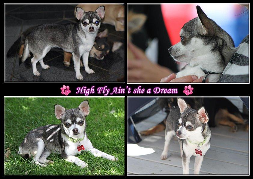 Chihuahua High Fly Ain't She a Dream billede 1
