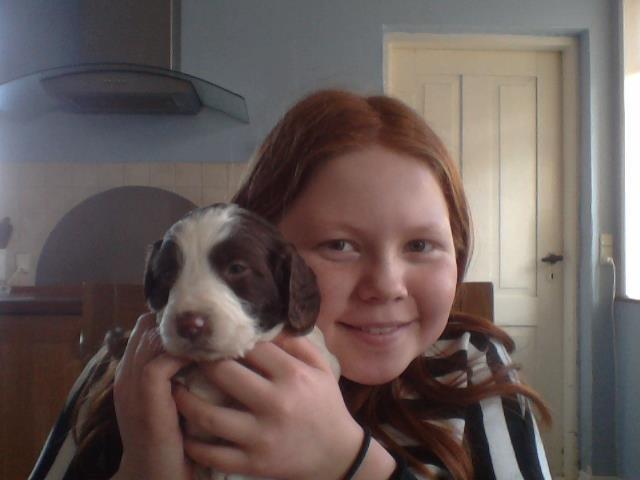 Field Trial spaniel Laban tidliger hund - Selfie! billede 3