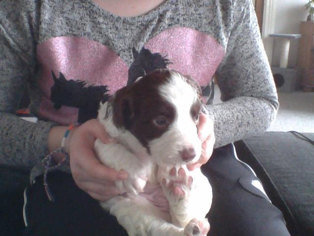 Field Trial spaniel Laban tidliger hund - Elsker den hvalp<3 billede 4