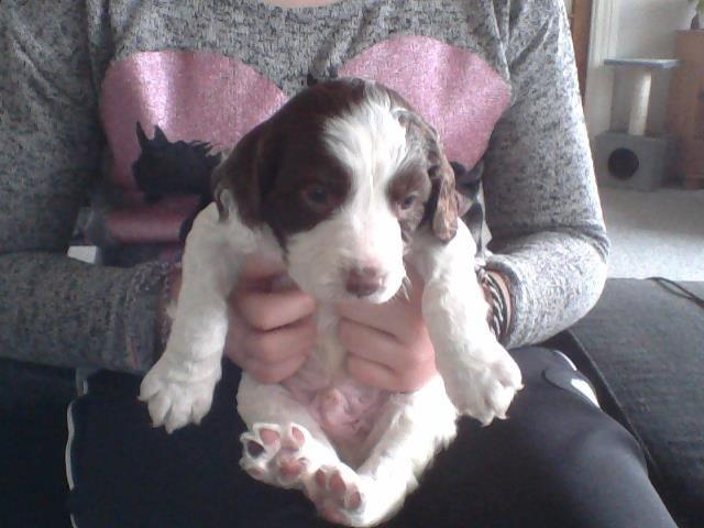 Field Trial spaniel Laban tidliger hund - Velkommen til Labans profil:) billede 1