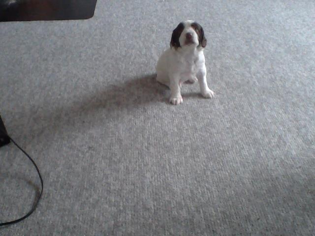 Field Trial spaniel Laban tidliger hund - Allerede sit! Så dygtig en hvalp:D billede 5