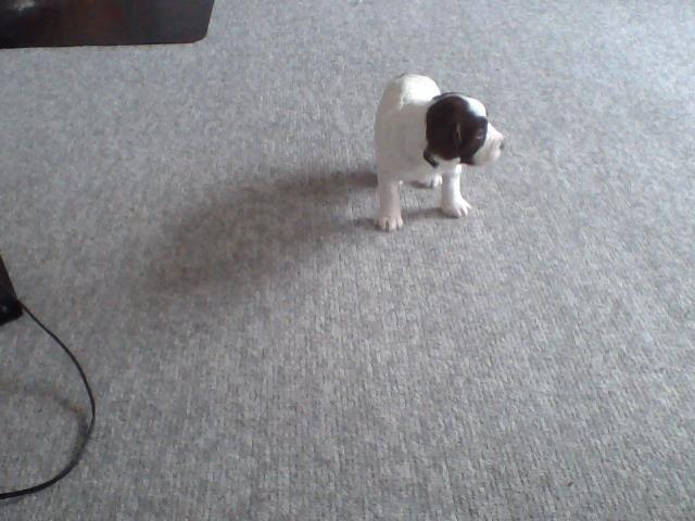 Field Trial spaniel Laban tidliger hund - Der skete noget? billede 6