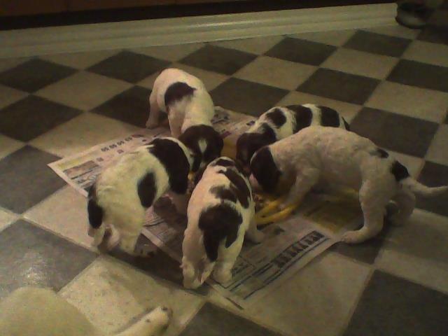 Field Trial spaniel Laban tidliger hund - Så er der mad! billede 7