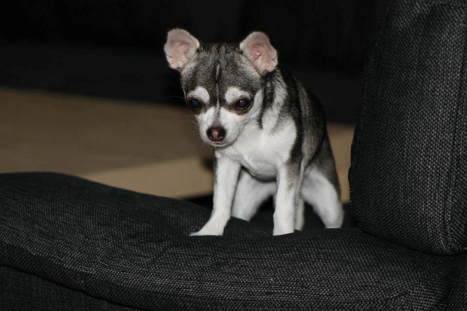 Chihuahua High Fly Ain't She a Dream billede 2