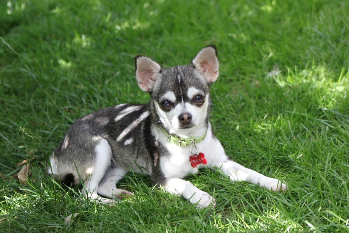 Chihuahua High Fly Ain't She a Dream billede 4