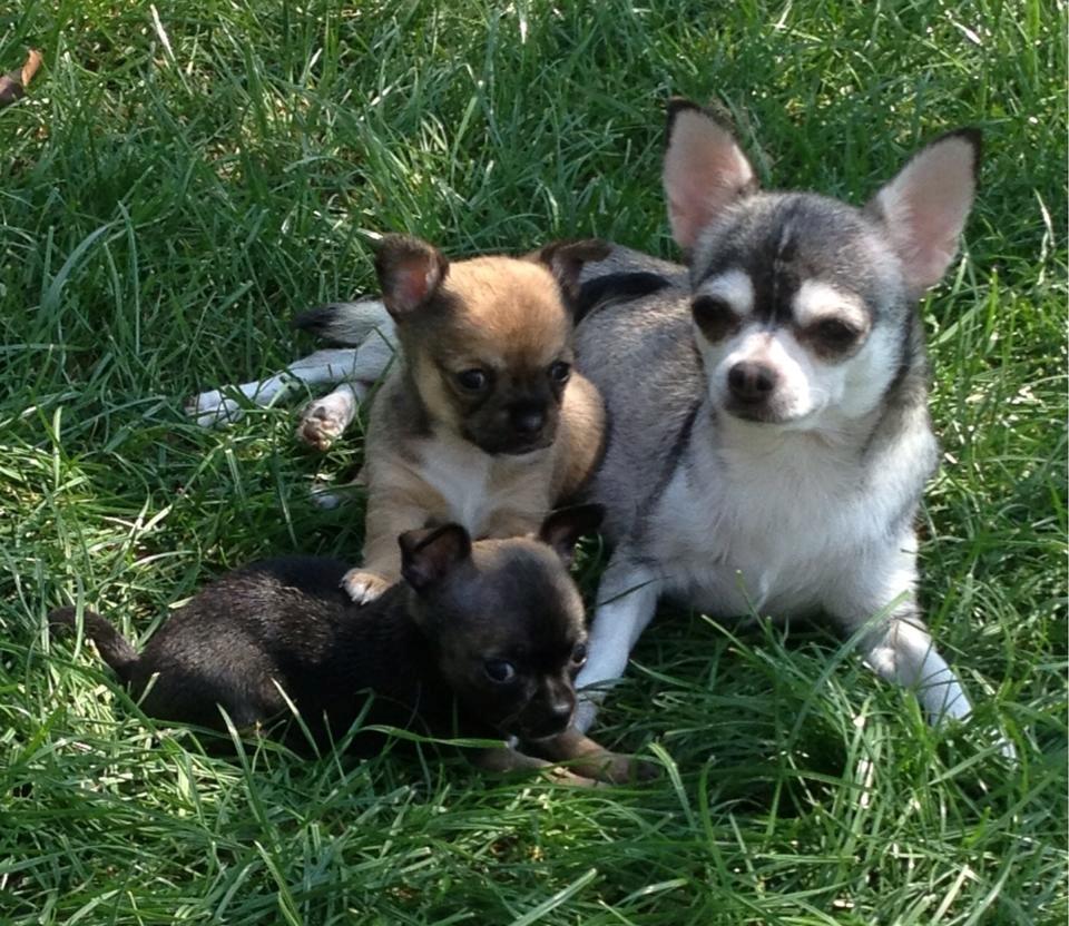 Chihuahua High Fly Ain't She a Dream billede 3