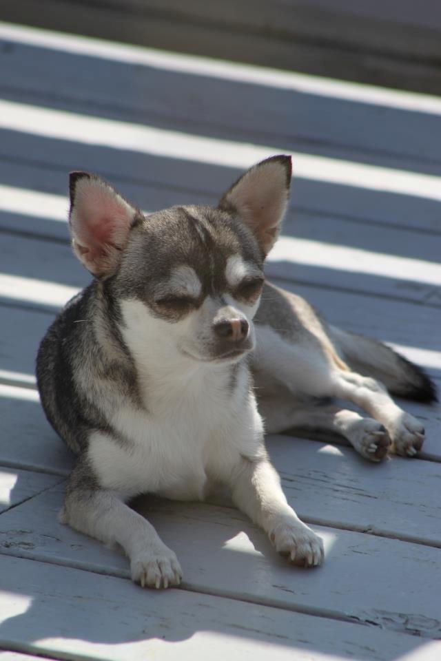 Chihuahua High Fly Ain't She a Dream billede 6