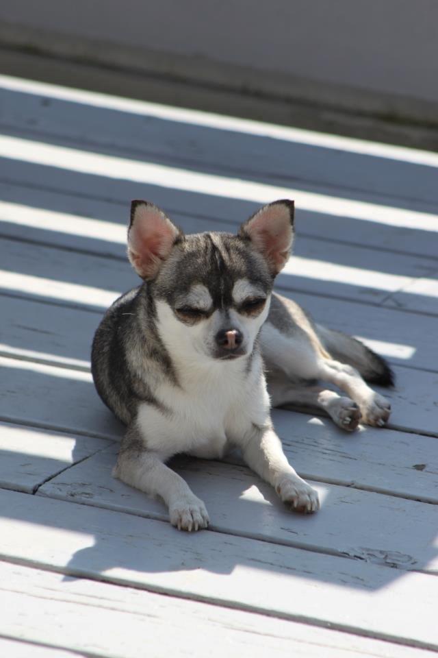 Chihuahua High Fly Ain't She a Dream billede 7