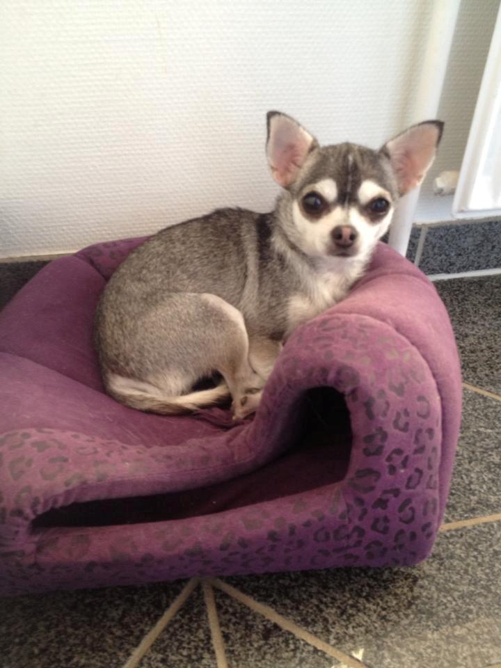 Chihuahua High Fly Ain't She a Dream billede 8