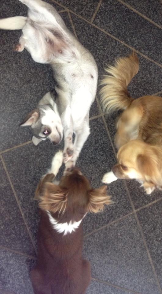 Chihuahua High Fly Ain't She a Dream billede 9