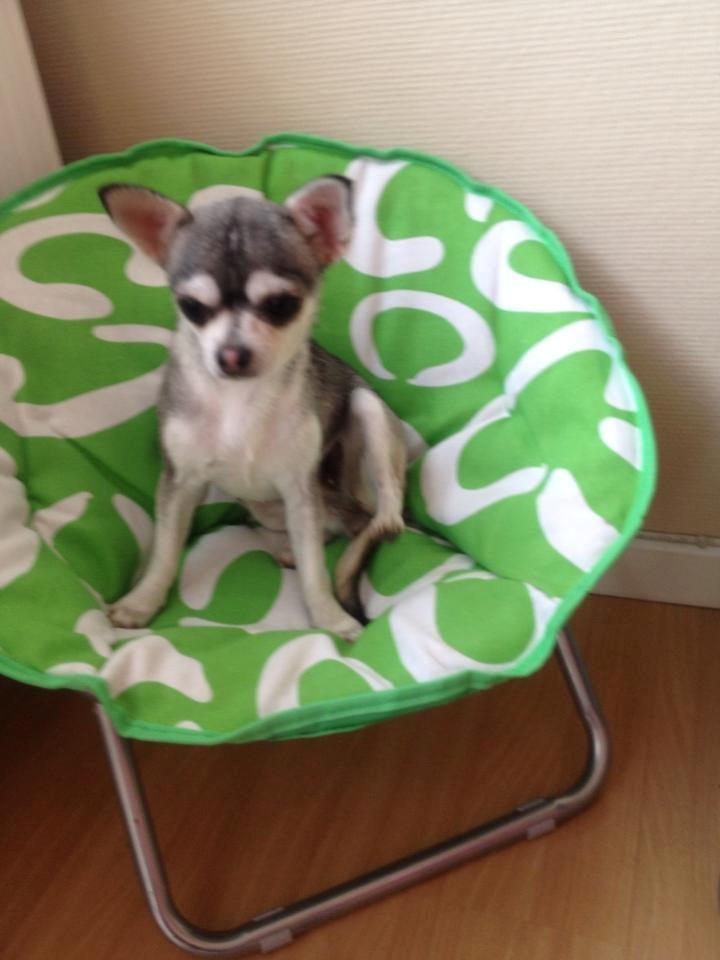 Chihuahua High Fly Ain't She a Dream billede 10