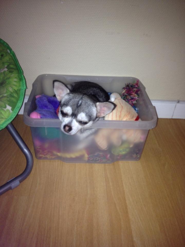 Chihuahua High Fly Ain't She a Dream billede 11