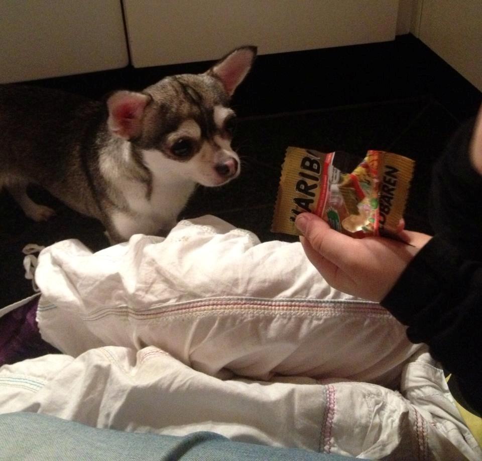 Chihuahua High Fly Ain't She a Dream billede 12