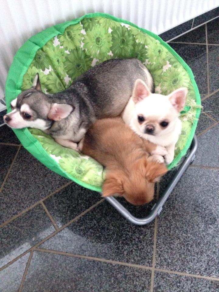 Chihuahua High Fly Ain't She a Dream billede 13