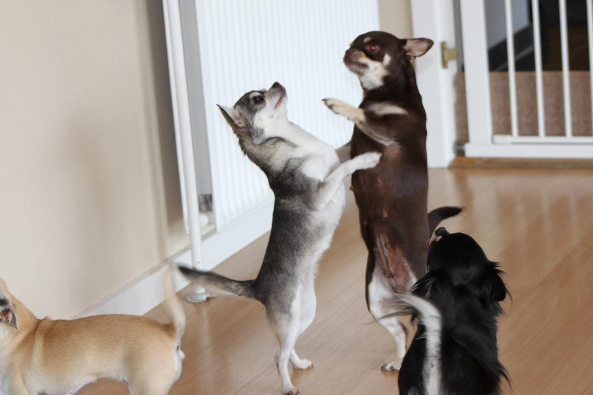 Chihuahua High Fly Ain't She a Dream billede 5