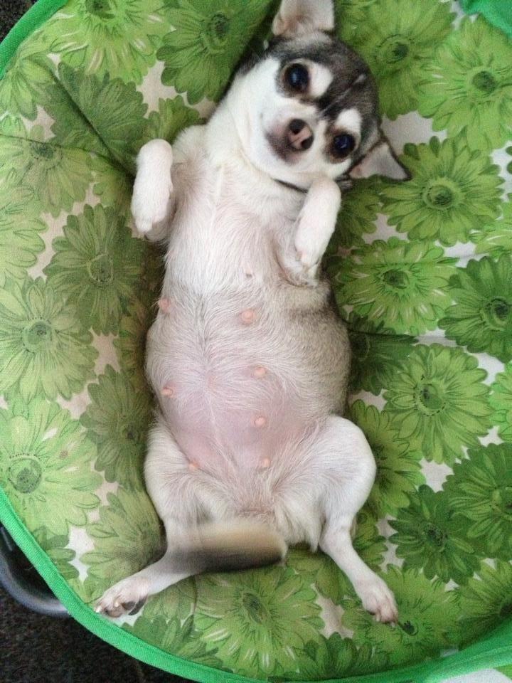 Chihuahua High Fly Ain't She a Dream billede 15