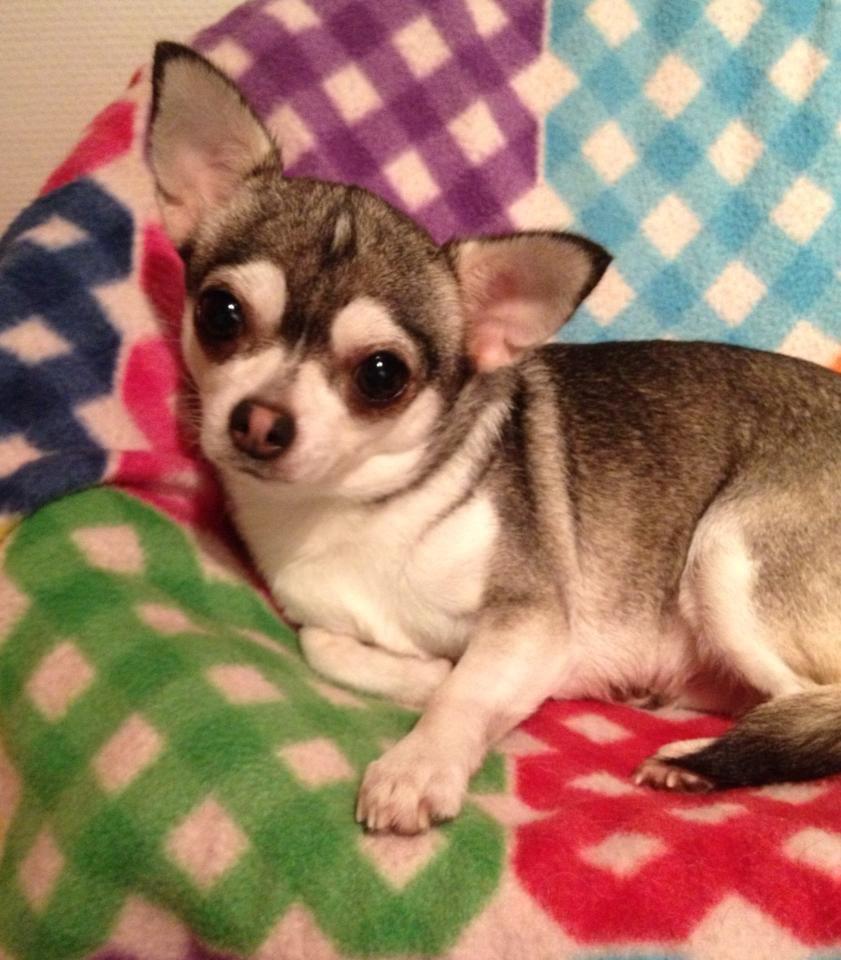 Chihuahua High Fly Ain't She a Dream billede 14